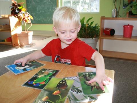 Boy using animal language cards