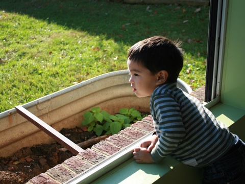 Boy observing planting trough